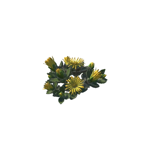 Flower_Faucaria tigrina1 5